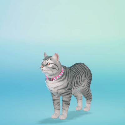 Cat Zara