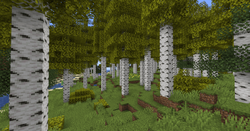 Golden Aspen Grove