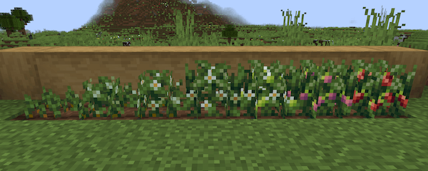 All stages of the Strawberry Bushes