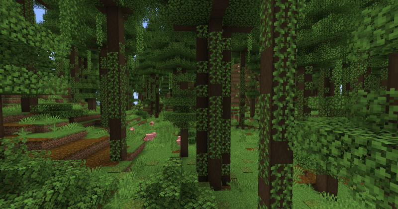 Coniferous