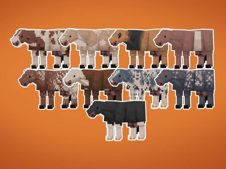 Animal color variations