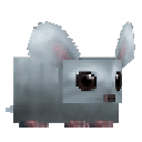Chinchilla