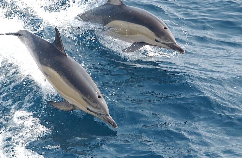 Real life photograph of two tan and black Common Dolphins gracefully jumping over the waves