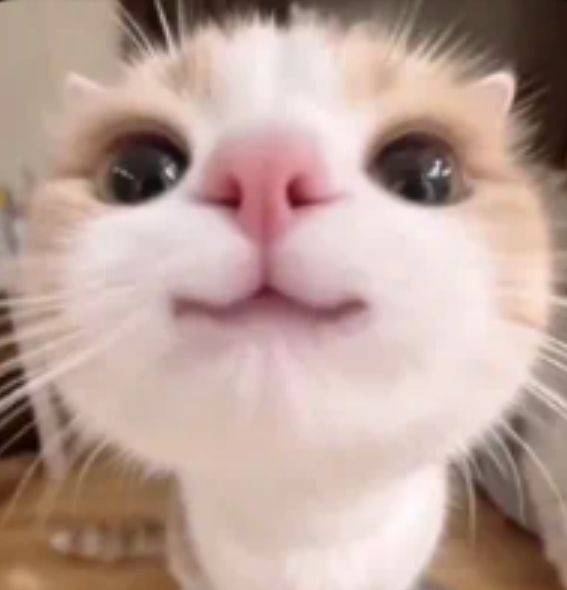 silly kitty