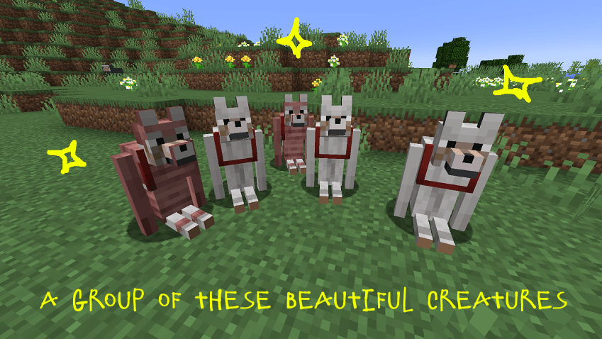 A group of these beautiful Dog like creatures