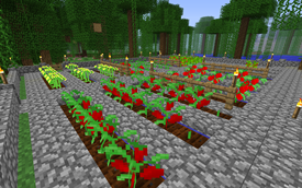 Plants