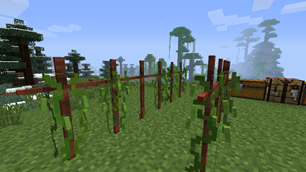 Hop plant