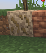 Roots and a Tree on Sandy Dirt