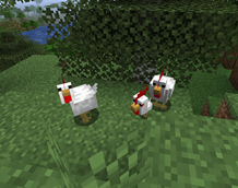 chickens