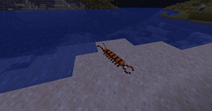 centiped