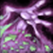 `Warlock 40x40.png