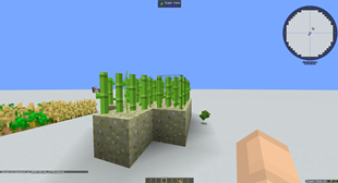 Ungrown sugarcane