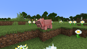 A pig with a bad posture