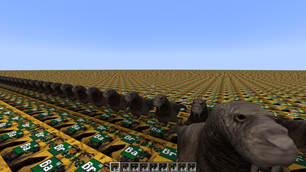 more walrus
