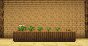 Growth stages of tobacco plant