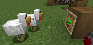 Chickens Stare