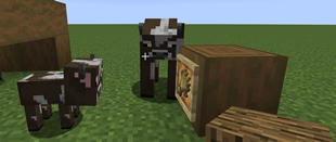 Cow Stare