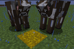 Cow Hay