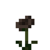 Withered Poppy