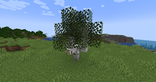 Birch Tree