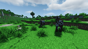 Cows