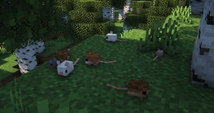 Mice