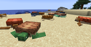 Sea Turtles on Land