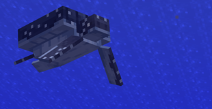 Leatherback Sea Turtle in the Water