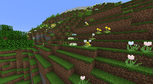 Dandelions