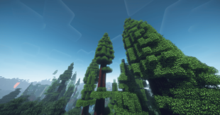 Redwood 