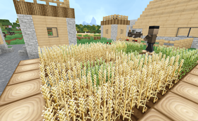 Wheat
