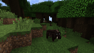Boar