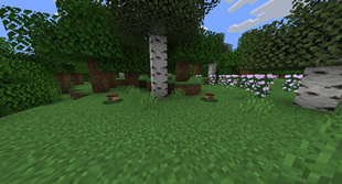 Hedgehog
