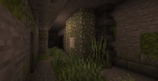 Spider cellar