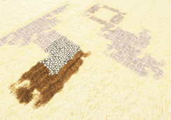 Overlaying and biome specific blocks