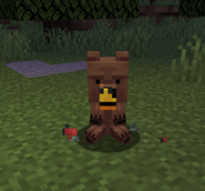 A Baby Bear