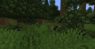 Crows