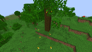 Banana Palm