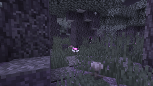 More Forest