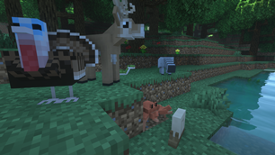 Wildlife and Fauna