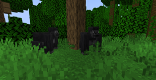 Gorillas under the tree