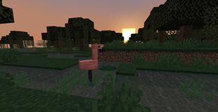 Flamingo in the swamp
