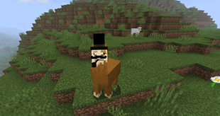 Llama?