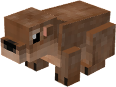 Rock Hyrax