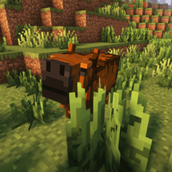 Capivara