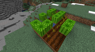 Melons in their natural environment