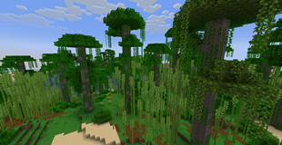 A jungle