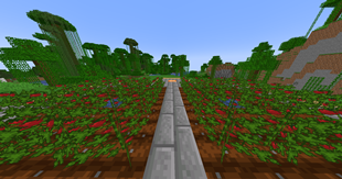 tomato field