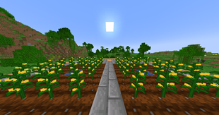 cornfield
