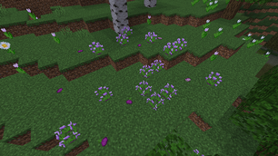 Onion Flowers